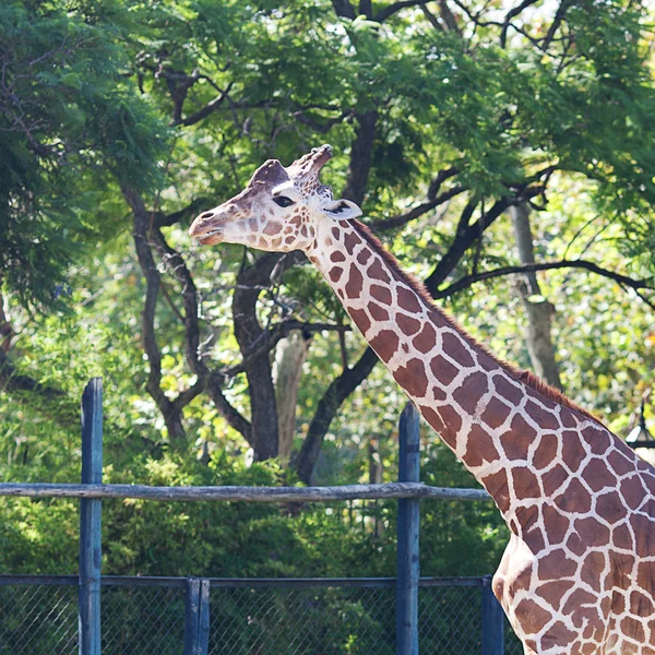 Giraffe in an open cage at the zoo — Zdjęcie stockowe